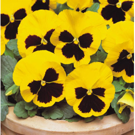 Матрикс F1 yellow blotch семена виолы 20см (Pan American)