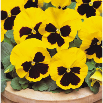 Матрікс F1 yellow blotch насіння віоли 20см (Pan American)