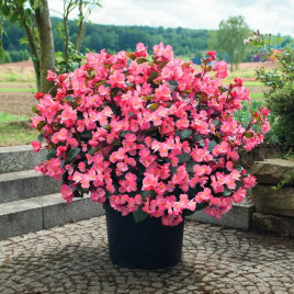Бегонія Біг Делюкс (Big DeLuxxe) F1 рожева з бронзовим листом