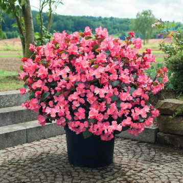 Бегонія Біг Делюкс (Big DeLuxxe) F1 рожева з бронзовим листом