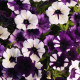 Петунія Шок Вейв F1 Перпл Тай Дай (Purple Tie Dye) 