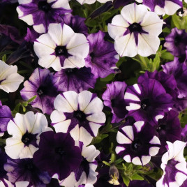 Петуния Шок Вейв F1 Перпл Тай Дай (Purple Tie Dye) 