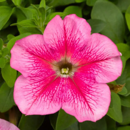 Петунія Трітунія F1 рожева з прожилками 