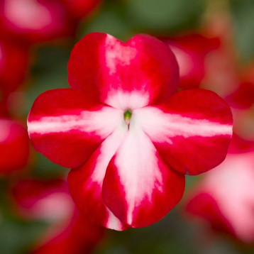 Бальзамин Имара F1 красная звезда (red star) 