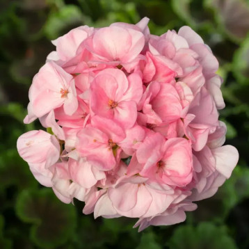 Пеларгония БуллзАй F1 розовый (Bulls Eye F1 light pink) 