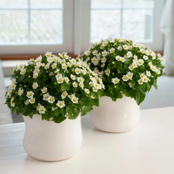 Экзакум Принцесса белый (white) 