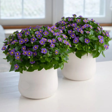 Екзакум Принцеса темно-синя 