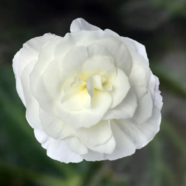 Бегония Лимитлесс F1 кремовый