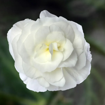 Бегонія Лімітлес F1 кремова