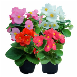 Бегония Супер Кул F1 (Super Cool F1) смесь (mix) 