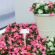 Бегонія Супер Кул F1 (Super Cool F1) рожева (pink) 