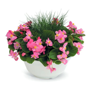 Супер Кул F1 (Super Cool F1) розовая (pink) семена бегонии 25-30см многол. (Benary)