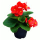Бегонія Супер Кул F1 (Super Cool F1) червона (red) 