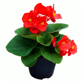 Бегонія Супер Кул F1 (Super Cool F1) червона (red) 