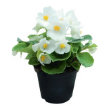  Супер Кул F1 (Super Cool F1) белая (white) семена бегонии 25-30см многол. (Benary) 