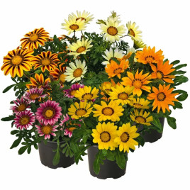 Газанія Зані F1 (Zany F1) суміш (mix) 