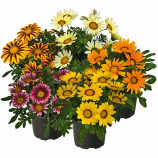 Газанія Зані F1 (Zany F1) суміш (mix) 