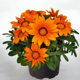 Газанія Зані F1 (Zany F1) помаранчева (orange) 