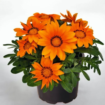 Газанія Зані F1 (Zany F1) помаранчева (orange) 