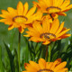 Зани F1 (Zany F1) оранжевая (orange) семена газании 25-30см (Benary)