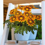 Газанія Зані F1 (Zany F1) помаранчеве полум'я (orange flame) 