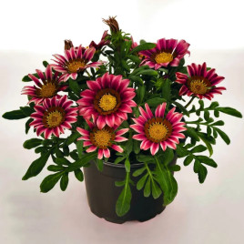 Зани F1 (Zany F1) розовая (pink) семена газании 25-30см (Benary)