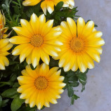 Газанія Зані F1 (Zany F1) sunny-side up 