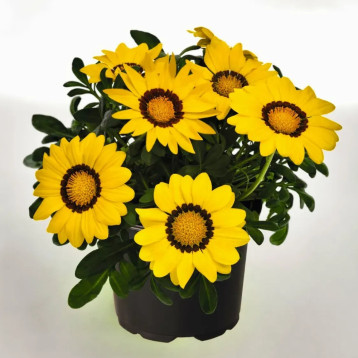 Газанія Зані F1 (Zany F1) жовта (yellow)