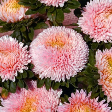 Астра Балун яблочный цвет 