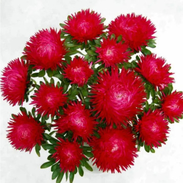 Астра Ювель скарлет 