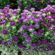 Айстра Трубадур фіолетова 
