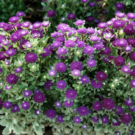 Астра Трубадур фиолетовая