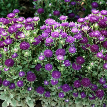 Астра Трубадур фиолетовая