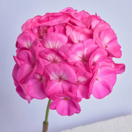 Павла F1 семена пеларгонии 25-35 см (Cerny)