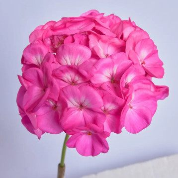 Пеларгонія Павла F1 