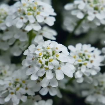 Іберіс Сніжний Шквал білий 