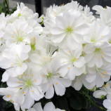 Элиза белая (white) семена левизии 15-20см (Benary)