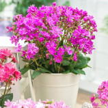 Левізія Еліз Ультра фіолетова (Elise Ultra violet) 