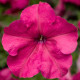 Петуния Фалкон F1 розовая (rose)