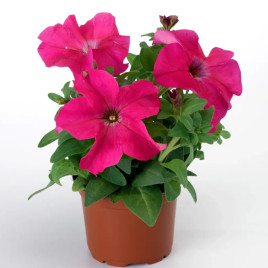 Петунія Фалкон F1 рожева (rose) 