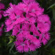 Гвоздика Рокін F1 purple