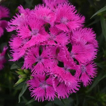 Гвоздика Рокін F1 purple