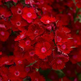 Гвоздика Рокін F1 red 