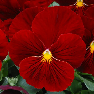 Віола Матрікс F1 scarlet