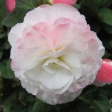 Нонстоп F1 appleblossom семена бегонии многол. (Benary)