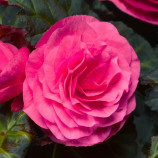 Нонстоп F1 deep rose семена бегонии многол. (Benary)