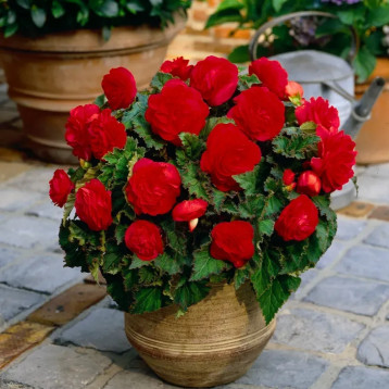 Нонстоп F1 red семена бегонии многол. (Benary)