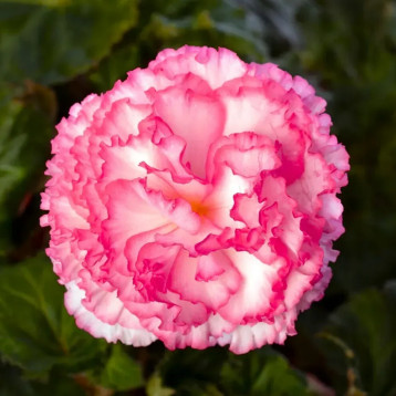 Бегонія Нонстоп F1 rose picotee