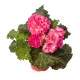 Бегонія Нонстоп F1 rose picotee