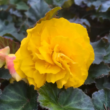 Бегония Нонстоп F1 yellow red black 